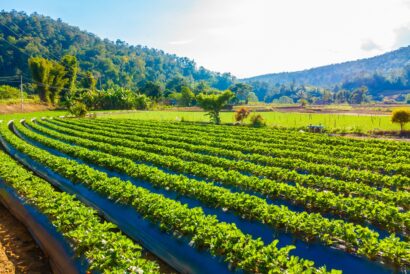 Beautiful landscape strawberry field and farm
